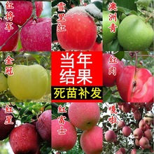 苹果苗嫁接红富士冰糖心苹果树苗地栽特大南方北方种植当年结果苗