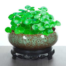 铜钱草花盆陶瓷水培水养睡莲碗莲金钱草一叶莲专用花盆窑变花缸