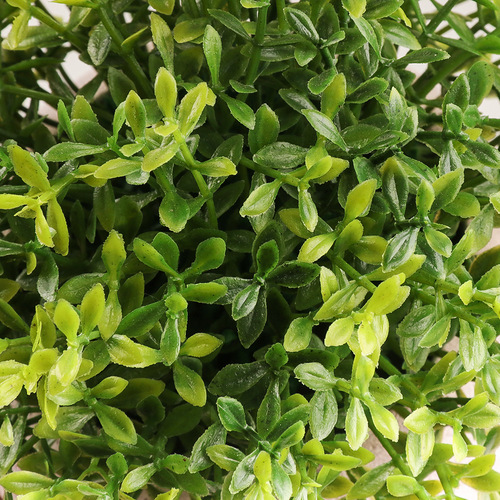 Artificial Potted Plant Cross-Border Four-Leaf Clover Simulation, Semi-Circular Naturally Biodegradable Pulp Pot, Artificial Plant Miniature Landscape