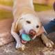 Pet toy ball TPR color matching solid ball molar bite-resistant elastic ball self-hi to relieve boredom training dog toy ball