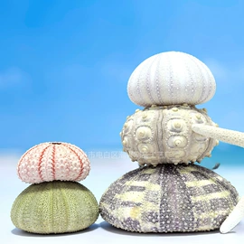 海螺/贝壳;工艺原料;女士单肩包