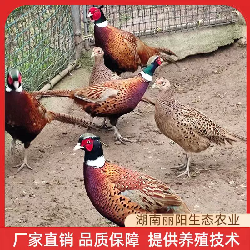Цветные цыплята фазана, живые цыплята, прямые продажи от производителя, живые цыплята на один день, техническая поддержка разведения