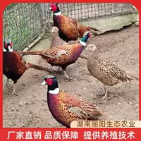 Hướng Dẫn Mua Sỉ Thỏa Sức Nuôi Dạy Gà Tây Con (Poults) - Mã Sản Phẩm 1688