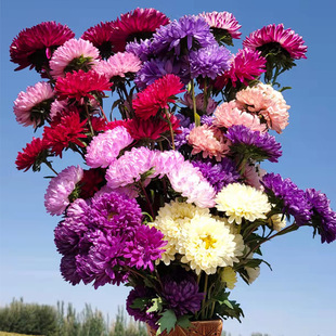 Aster Seeds Are Easy to Grow in All Seasons, Indoor and Outdoor Balcony Courtyard Potted Florals, July Aster Jiangxi Wax Flower Seeds