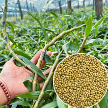 mFƤʯûƤʯrÿጷʏͺϷMڊWGǻ|