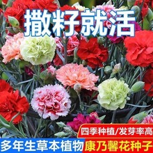 �ذ꿵��ܰ�N���̨ͥԺ���������ļ����N�������Ի��绨�N����