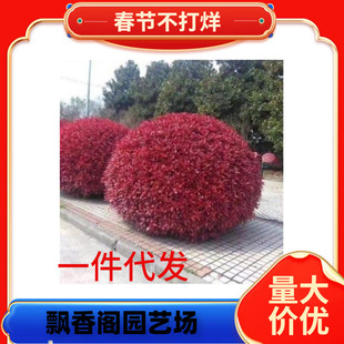 һ�����l�t�~ʯ������ļ��L�໨�܈@����ľ�ͺ�ֲ�����Լt�_�eʯ