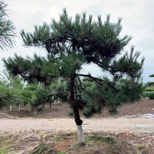 �Եس����������� С�^�G�����;��^�� �L����������