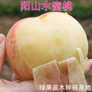 �ɽˮ������ �޽��� �껨¶ ������¶ ˮ���Ҙ��� ���@�Nֲ ����