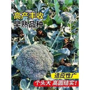 ���m���������m̦ţ�����´�ײ��۲������n�S�n�Ļ��˰����߲���