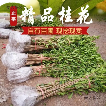 四季桂花树苗批发金桂丹桂血桂盆地栽植物花卉庭院浓香型桂麦太保