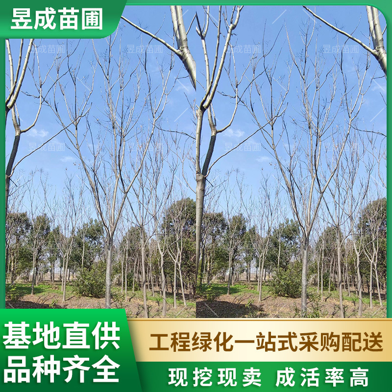 黄山栾树种植苗绿化苗木行道树工程庭院风景地径10-12公分栾树树