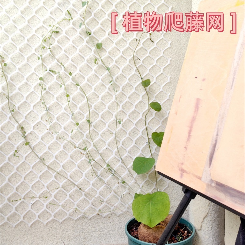 Planta enredadera verde eneldo red de pared superior plástico hombre enredadera red enredadera enredadera flor rosa decoración jardinería pared tortuga