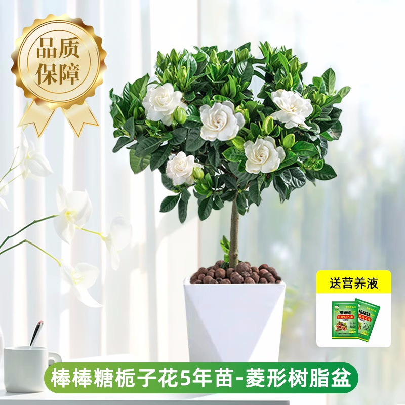 롤리팝 치자나무 약 60cm(수지 프리즘 화분) + 영양액 [꽃이 너무 많음]