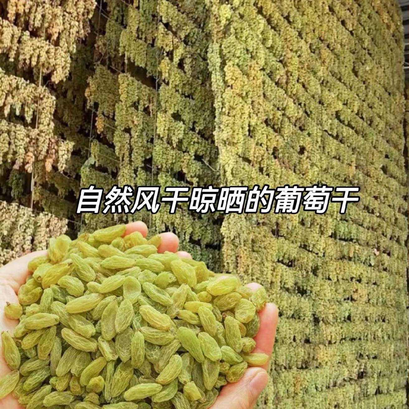 代发葡萄干新疆特产绿香妃大颗粒红玫瑰吐鲁番提子干无籽