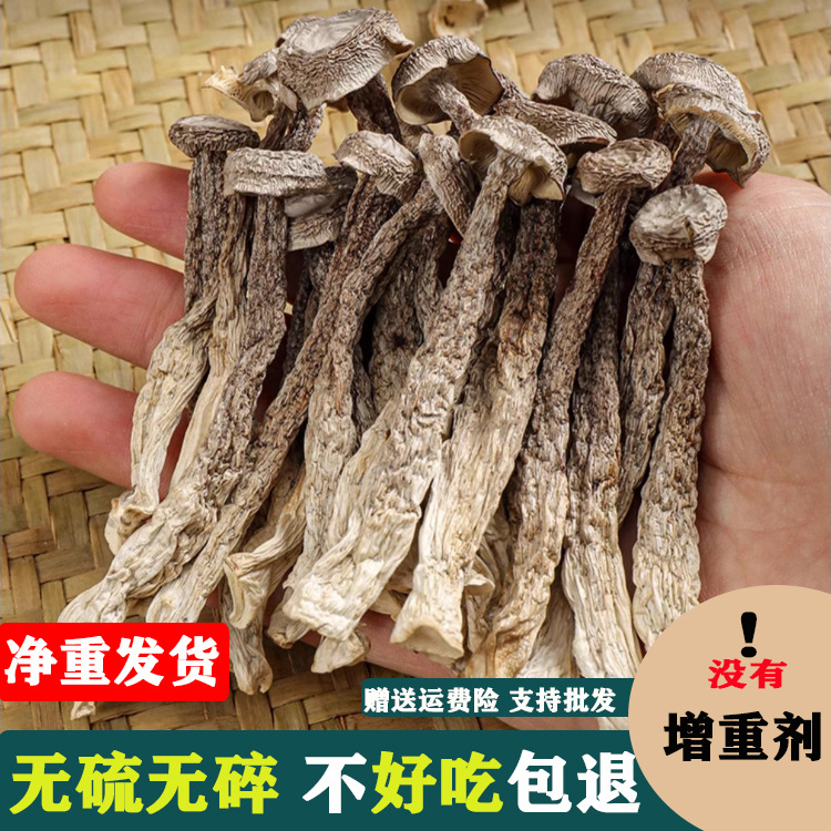 鹿茸菇干货500g家用商用菌菇特产脆脆菇煲汤食材蘑菇支持一件代发