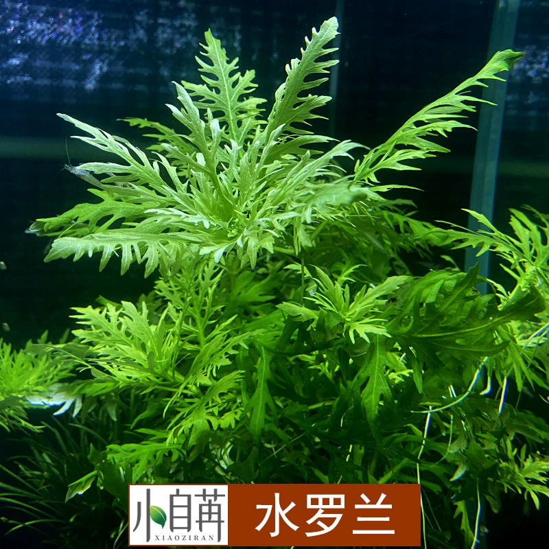 Аквариум водяная трава живая озеленение вода Roland декоративные растения аквариум озеленение украшение трава заднего вида оптом
