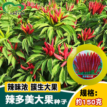 传奇辣多美大果朝天椒种子大田农家簇生指天椒干鲜两吃辣椒种籽