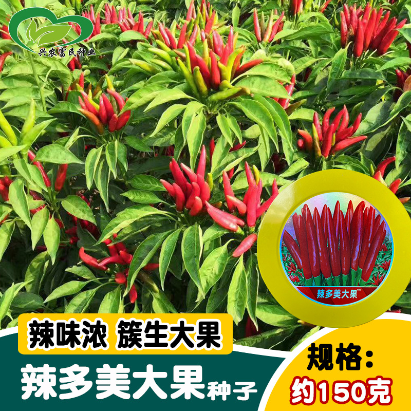 传奇辣多美大果朝天椒种子大田农家簇生指天椒干鲜两吃辣椒种籽