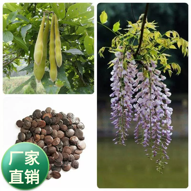 紫藤种子新采收紫藤树苗种籽子多花紫藤紫藤花紫藤萝攀爬四季垂吊