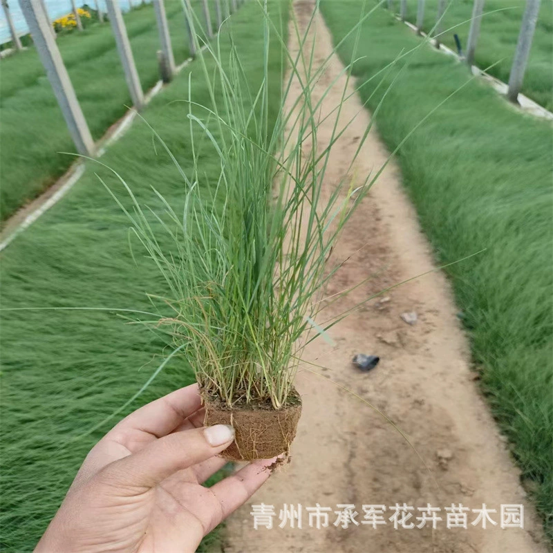 Большое количество Шаньдун поставляем Многолетние цветы травы