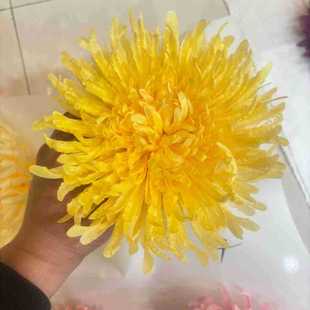 ����ջ����^17cm��˹�����������̖���m�����滨�^����ǧ�Ӿ�