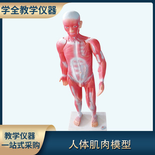 Whole body muscle anatomy model muscle anatomy with internal organs model Junior and Senior High School biological and medical model