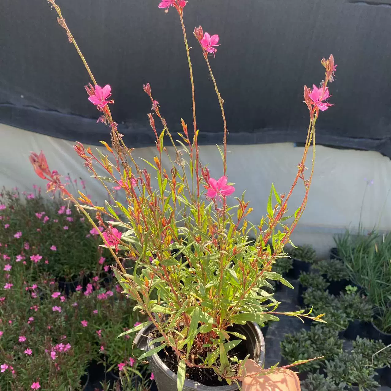 Трава гикори, цветок чибри, цветок Цзы-Цзяо, многолетний травяной, морозостойкий и термостойкий Цветочный ЗАВОД, уличное цветочное зеркало