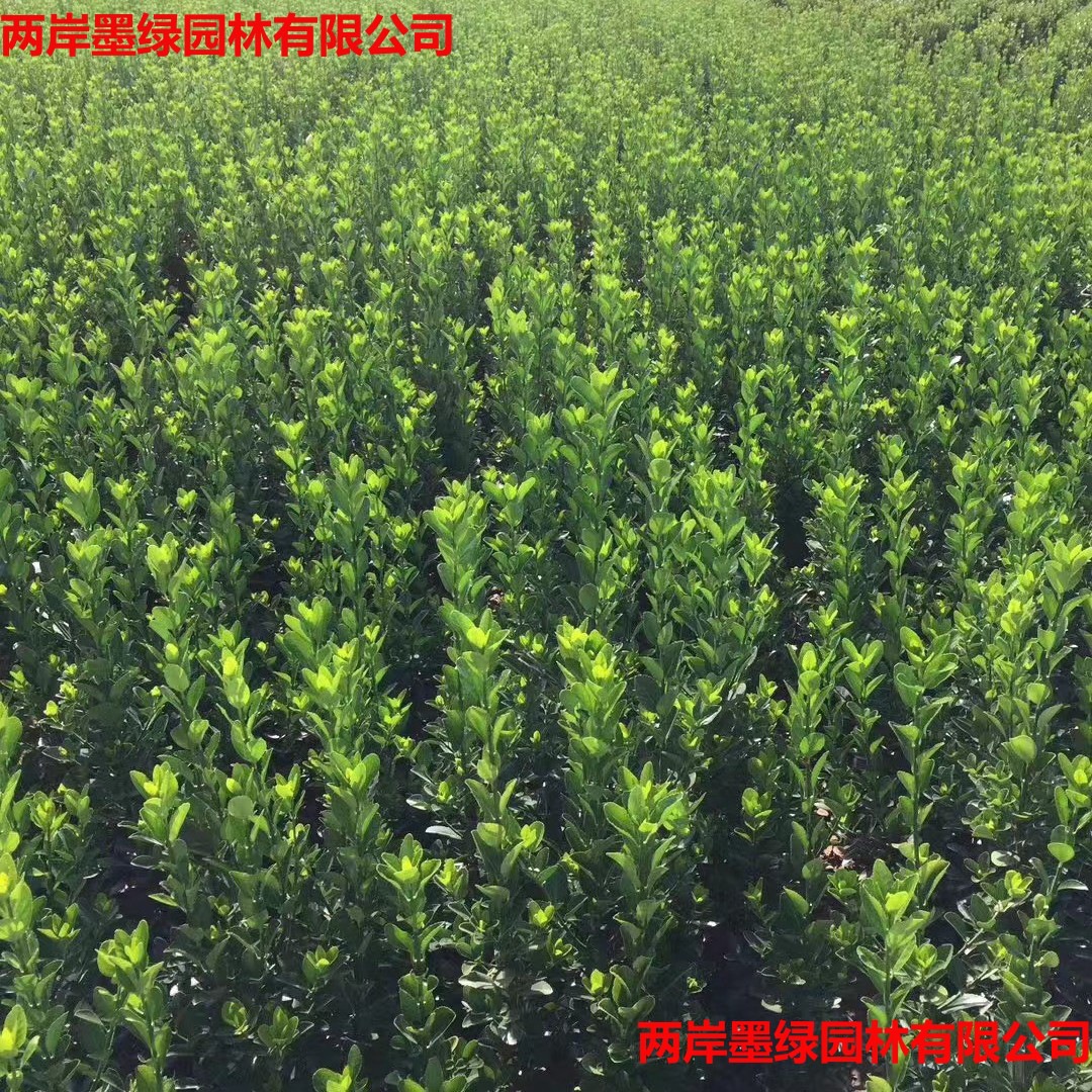 批发冬青苗 基地直销_主图04