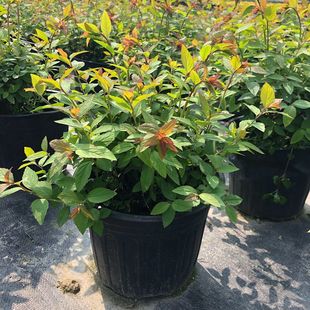 ���潑���ռӁ��� ���������^�p������ �@�ֈ@ˇ�쾰�ر�ֲ��