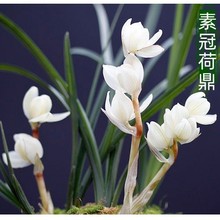 云南带花苞盆栽浓香兰花苗 莲瓣兰 素冠荷鼎 绿植兰花草花卉