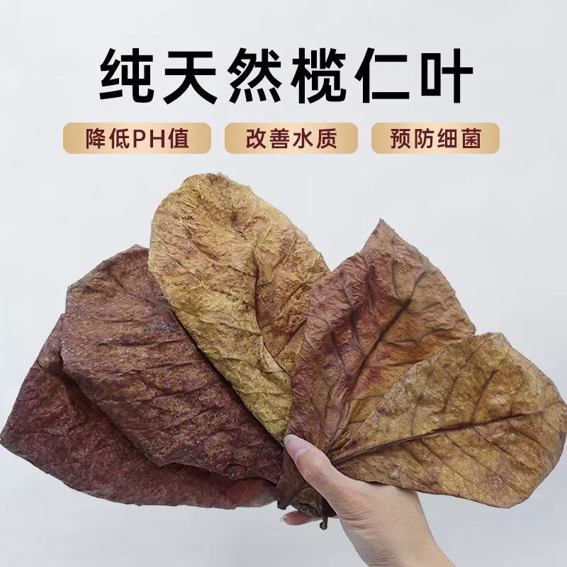 免煮榄仁叶斗鱼懒人叶鱼缸降酸PH值调节剂水族液态乌龟橄榄叶茶包