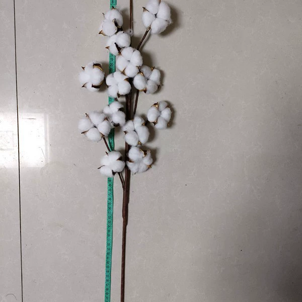 Fourteen cotton