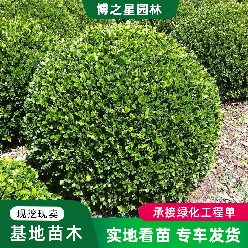 小叶黄杨球工程绿化苗木常绿灌木规格齐全黄杨苗四季常青豆瓣黄杨