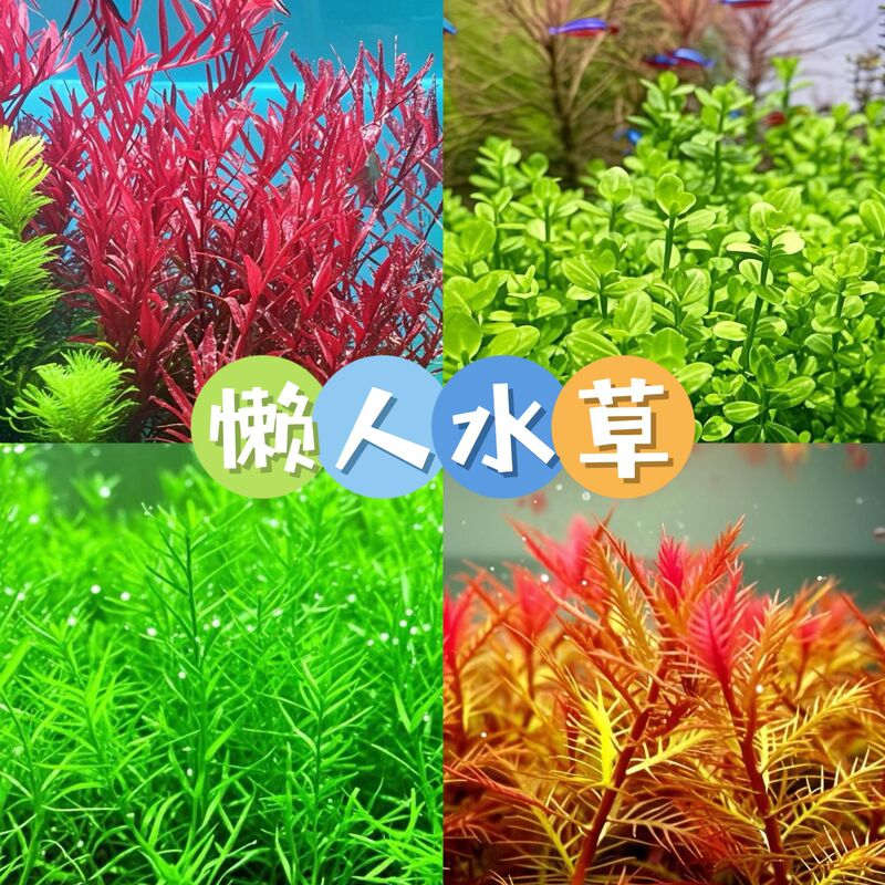 Lazy Man Sink Bottom Tuo Grass Landscape Aquatic Plants Landscape Freshwater Fish Tank Tuo Grass True Grass Purification Oxygenated Aquatic Plants