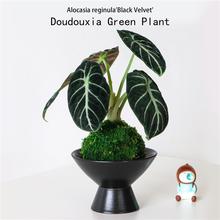 �����Z����̦�\���k���҃�����Gֲ��������ֲ��ܛ�b�Y����˺��B