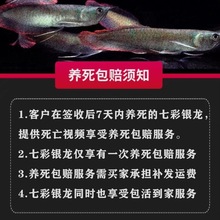 �~�߲ʵ�ˮ�^�p�~�y���Lˮ���~���ПᎧ�t���~���~���wС������