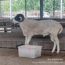 小尾寒羊 体躯匀称成年种羊体肥多胎孕母羊小羊羔易养殖适应性强