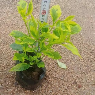 ���ع������~���B�N���Gֲ�����߅�B�N����NҎ��Ʒ�N����