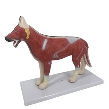 动物骨骼模型犬科头骨牙齿耳朵皮肤猫狗骨架解剖模型教学展示用品