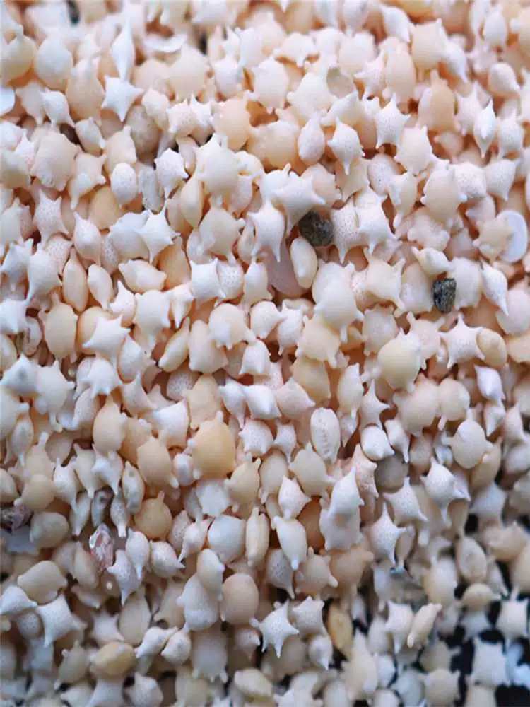 Песок УФ-клей ракушка раковина поделки раковина украшение мини морской песок