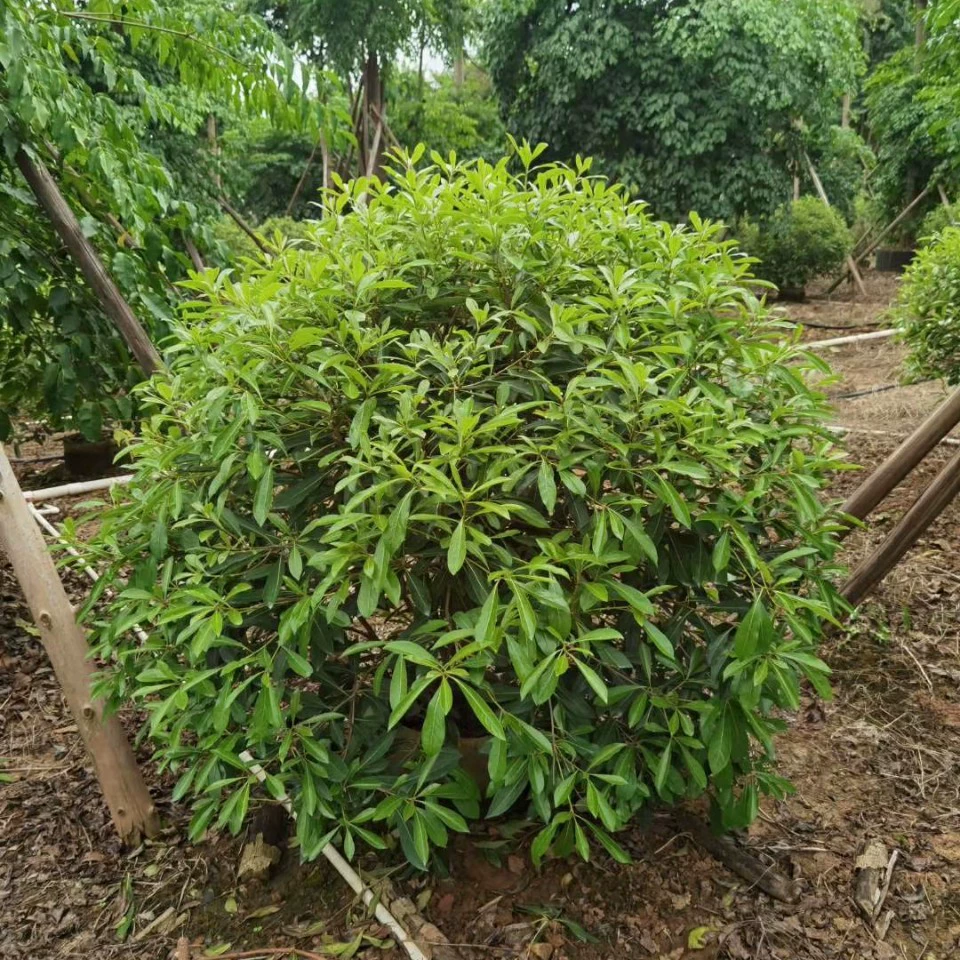 2112 база поставляет тайваньскую Haitong 0,8-1,5 метра сферическая сумка саженцы с длинными листьями Haitong сферическая сумка саженцы