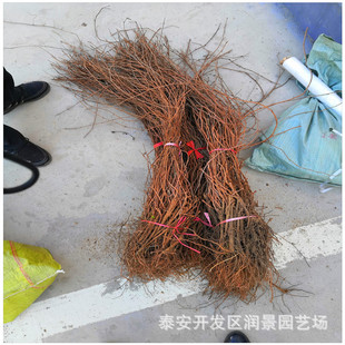 1.0m Creeper Saplings Price Five-Leaf Brocade Nutrient Pot Seedlings Wholesale Barren Mountain Greening Creeper Saplings