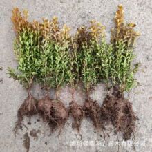 �����S����~�ļ������辰����ͥԺ�h�ʇ����G��ֲ��С�~�S����