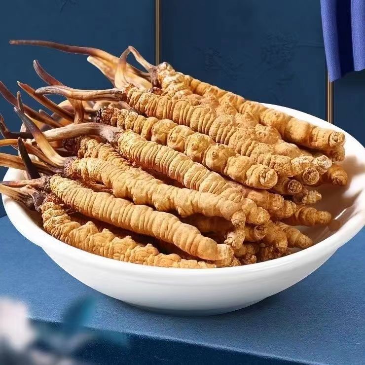 Cordyceps Sinensis Dong Chong Xia Cao Wild Caterpillar Fungus Dried Whole Pieces Nagqu Tibet Gift Box in use