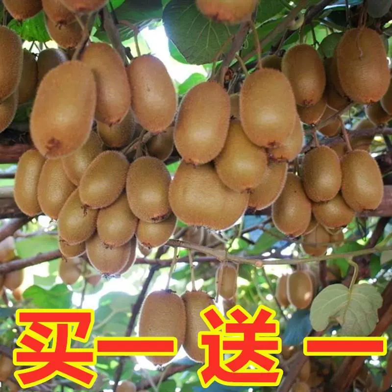 Саженцы киви дают урожай в том же году. Саженцы киви с мягким плодом красного цвета дают урожай в том же году, когда их посадили на север и на юг.