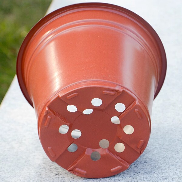Cultivate the seedlings of seedling pots of two -color flower pot…