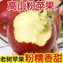 2025年陕西秦冠苹果粉面沙甜新鲜水果当季现摘可脆可粉一件代发