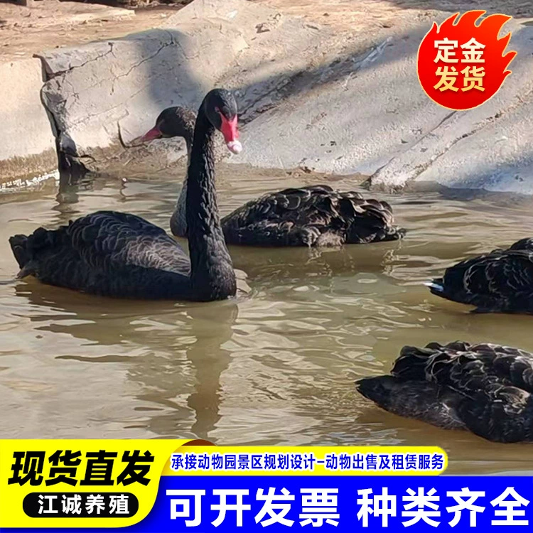 Взрослые черные лебеди на продажу, пара чистокровных черных лебедей в виде живых растений, черные лебеди для разведения, декоративные черные лебеди.
