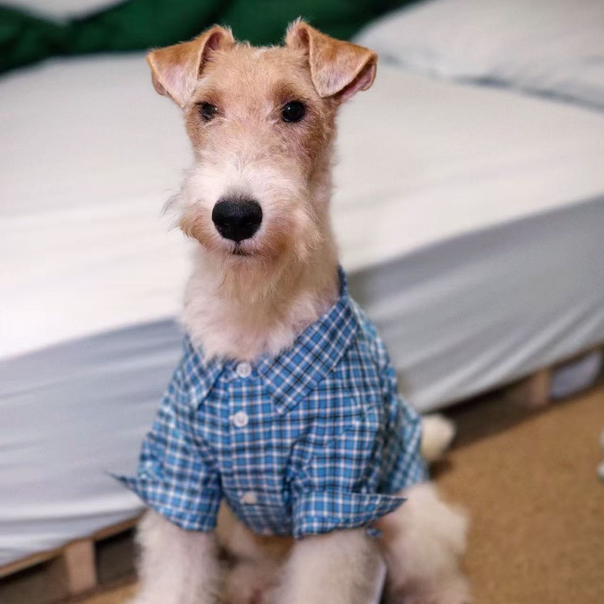 시즌 고양이 셔츠 애완견 옷 여름 얇은 작은 개 테디 여름 옷 비숑 헤어 프루프